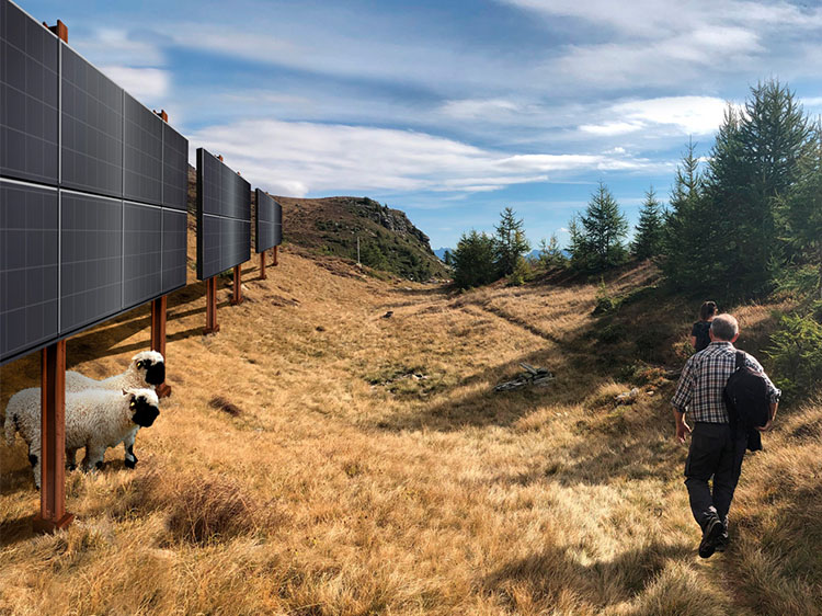 vertical solar plant 